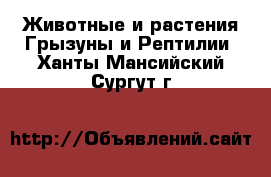 Животные и растения Грызуны и Рептилии. Ханты-Мансийский,Сургут г.